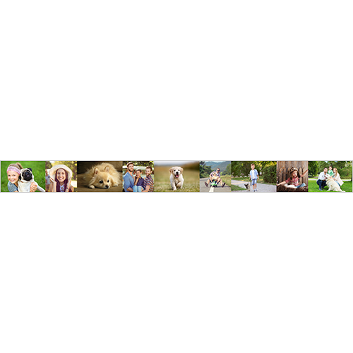 Pet Bowl Large Collage 03