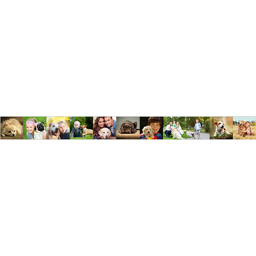 Pet Bowl Large Collage 01
